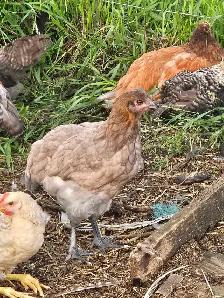 Pullets from 6 to 16 weeks - Photo 3