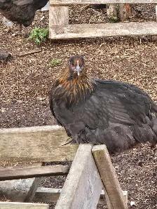 Pullets from 6 to 16 weeks - Photo 4