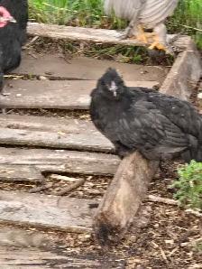 Pullets from 6 to 16 weeks - Photo 5