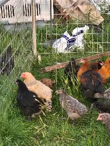 Pullets from 6 to 16 weeks - Photo 6