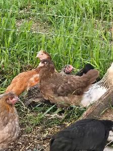Pullets from 6 to 16 weeks - Photo 7