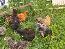 Pullets from 6 to 16 weeks - Photo 8