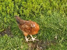 Pullets from 6 to 16 weeks - Photo 9