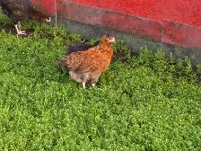Pullets from 6 to 16 weeks - Photo 10