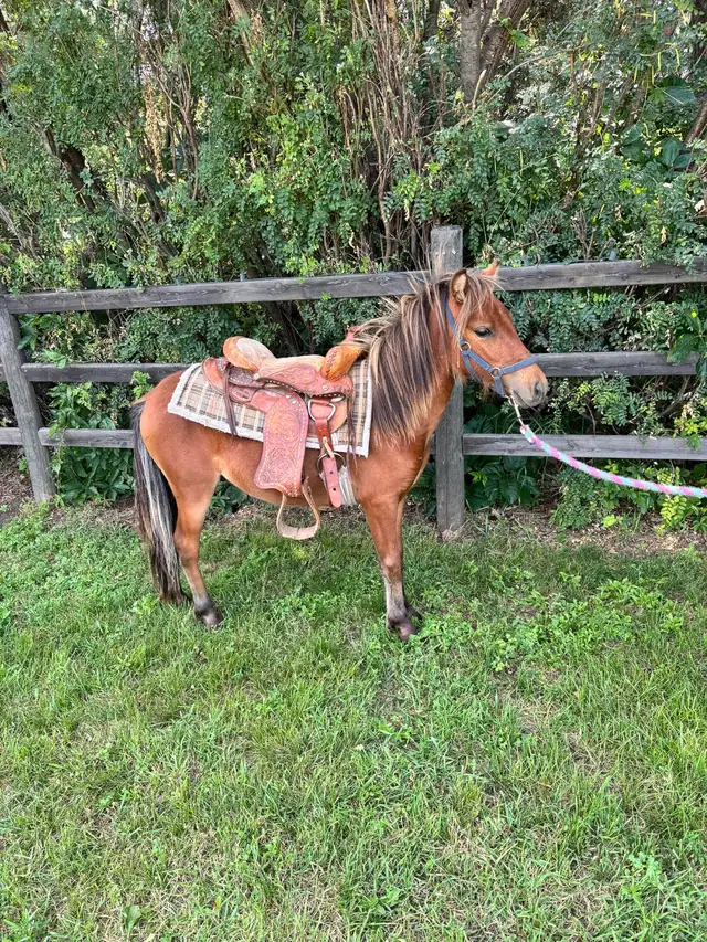 Yearling gelding pony