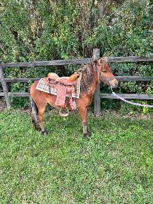 Yearling gelding pony