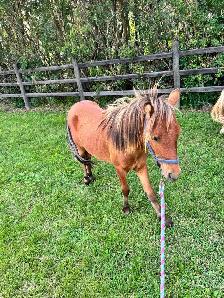 Yearling gelding pony - Photo 2