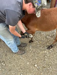 Yearling gelding pony - Photo 3
