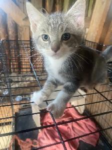Kittens ready to go