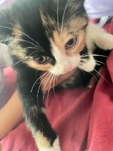 Cute kittens - Photo 3
