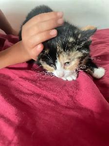 Cute kittens - Photo 4