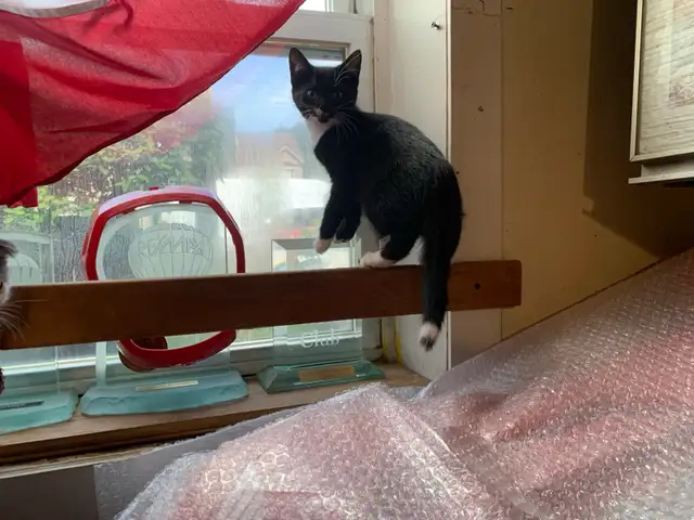 Scottish Fold Kitten - Scottish Straight Kitten