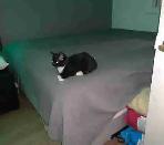 Scottish Fold Kitten - Scottish Straight Kitten - Photo 2