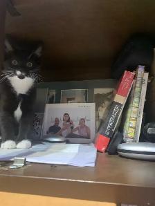Scottish Fold Kitten - Scottish Straight Kitten - Photo 5