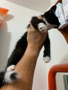 Scottish Fold Kitten - Scottish Straight Kitten - Photo 7