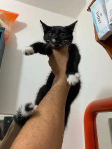 Scottish Fold Kitten - Scottish Straight Kitten - Photo 8