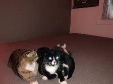 Scottish Fold Kitten - Scottish Straight Kitten - Photo 9