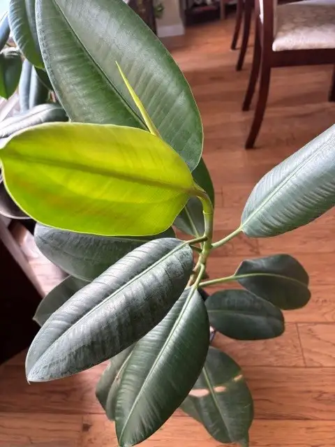 Plants for sale-rubber, chinese money plant, $10-$20 each,