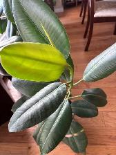 Plants for sale-rubber, chinese money plant, $10-$20 each,