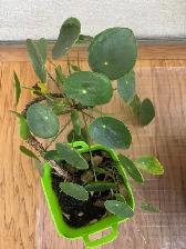 Plants for sale-rubber, chinese money plant, $10-$20 each, - Photo 3