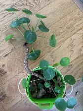 Plants for sale-rubber, chinese money plant, $10-$20 each, - Photo 4
