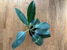 Plants for sale-rubber, chinese money plant, $10-$20 each, - Photo 5