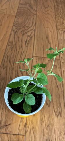 Plants for sale-rubber, chinese money plant, $10-$20 each, - Photo 7