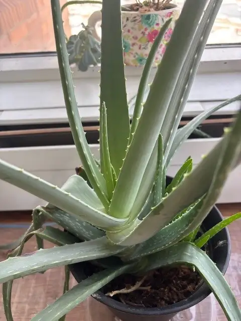 Large Plants for sale $25 each-all are 3-4 ft high