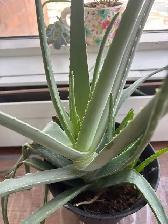 Large Plants for sale $25 each-all are 3-4 ft high