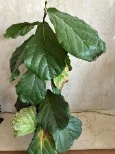 Large Plants for sale $25 each-all are 3-4 ft high - Photo 2