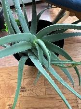 Large Plants for sale $25 each-all are 3-4 ft high - Photo 3