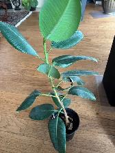 Large Plants for sale $25 each-all are 3-4 ft high - Photo 4