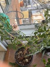 Large Plants for sale $25 each-all are 3-4 ft high - Photo 6