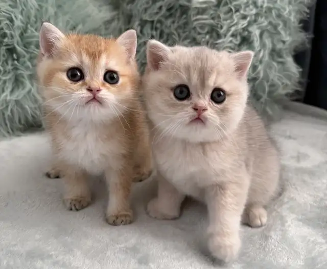 Scottish kittens