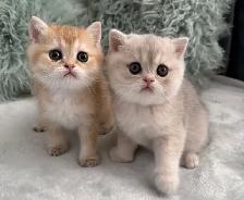 Scottish kittens