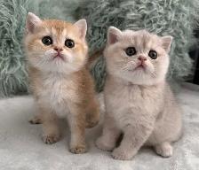 Scottish kittens - Photo 2