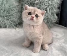 Scottish kittens - Photo 3