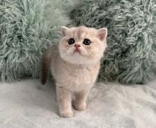 Scottish kittens - Photo 4