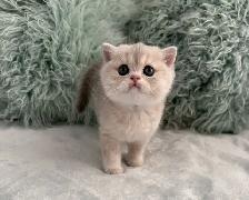 Scottish kittens - Photo 5