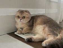 Scottish kittens - Photo 10