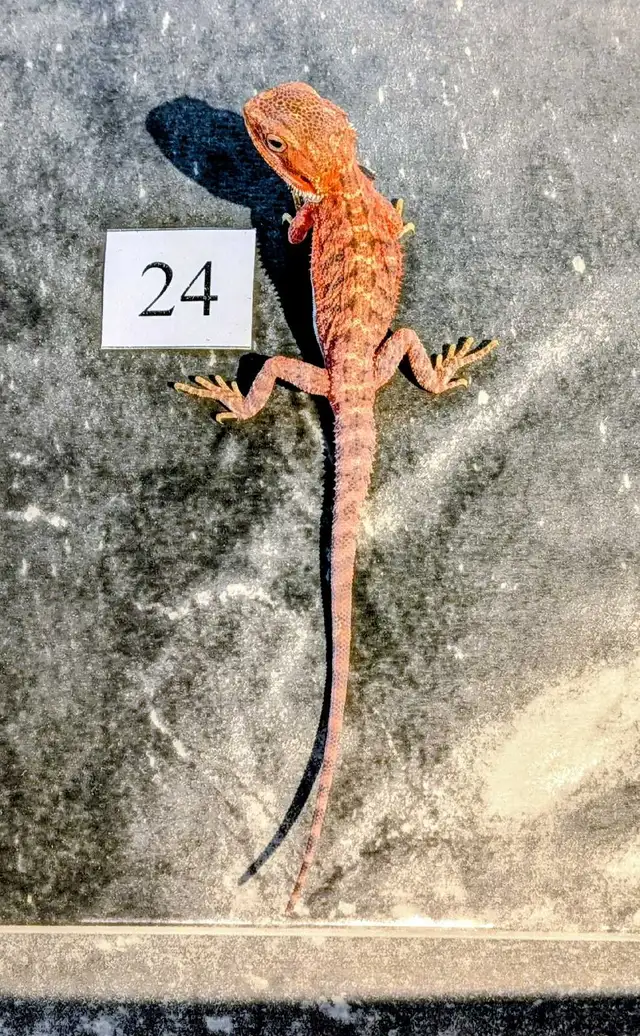 Dragon barbu né chez Désertéric