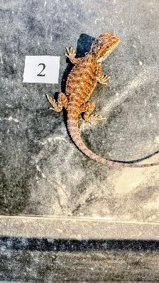 Dragon barbu né chez Désertéric - Photo 3