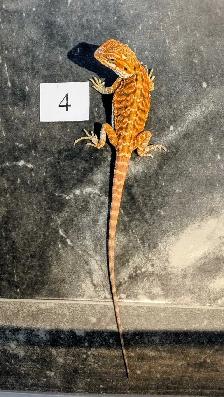 Dragon barbu né chez Désertéric - Photo 5