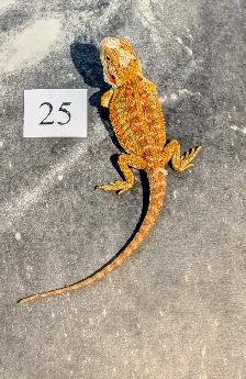 Dragon barbu né chez Désertéric - Photo 7