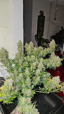 grow lights - Photo 7