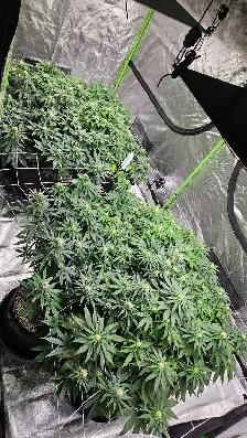 grow lights - Photo 8