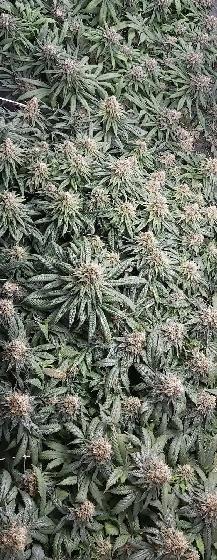 grow lights - Photo 9