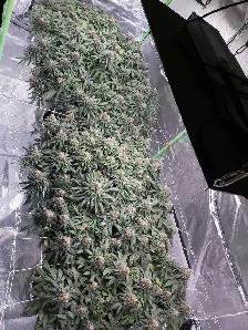 grow lights - Photo 10