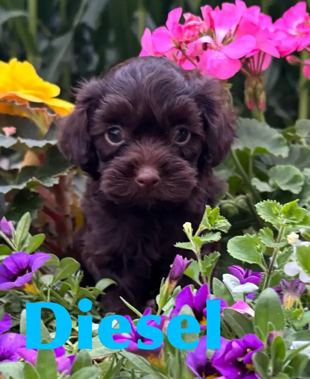 Cockapoo Puppies