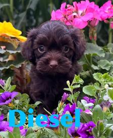 Cockapoo Puppies